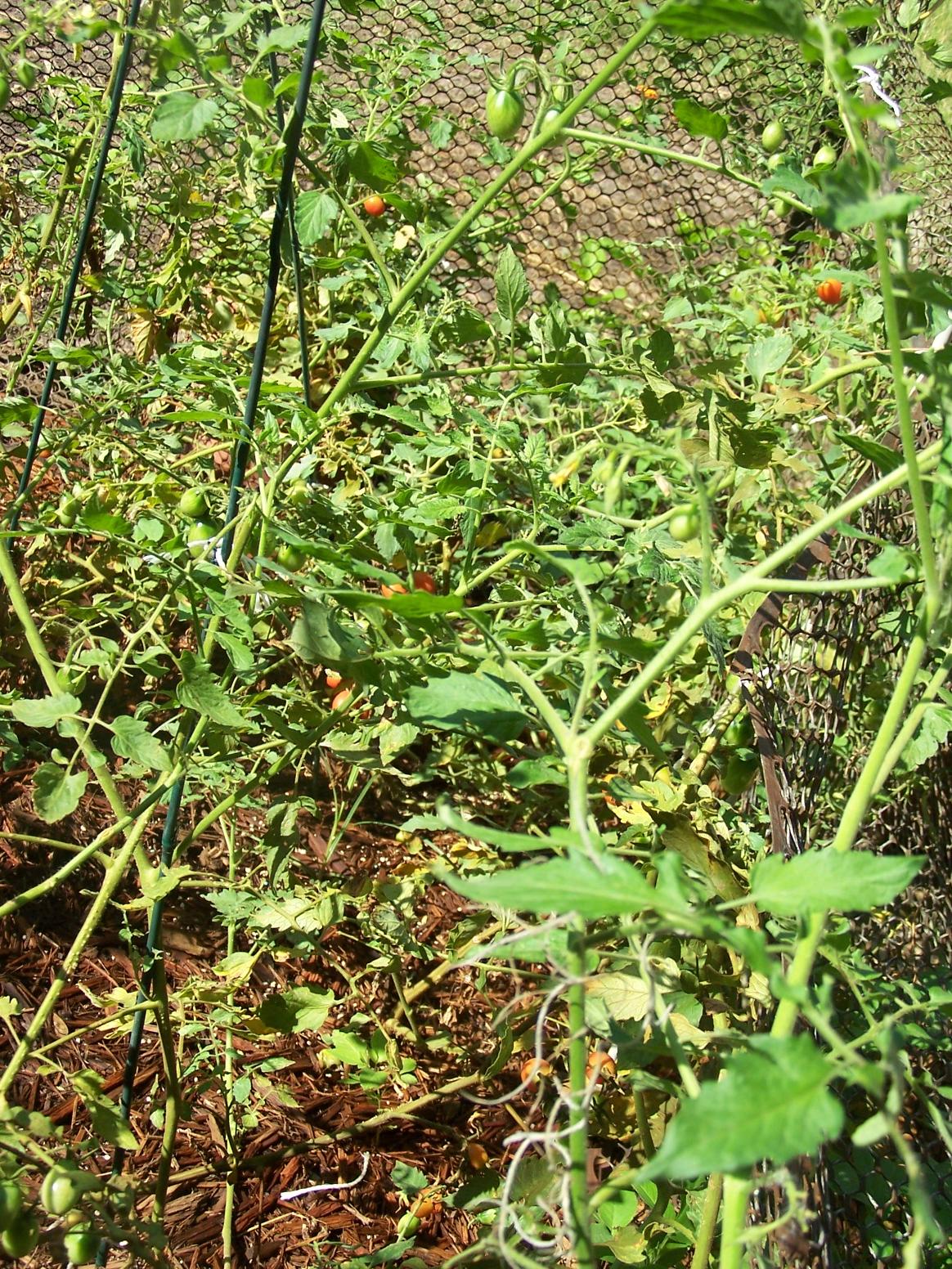 Tomato on the vine