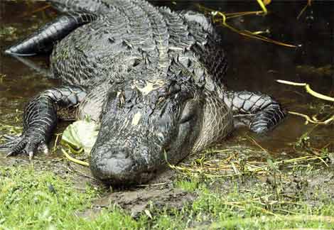 The Florida Gators